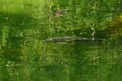 Copyright: Harald Wolff 2019