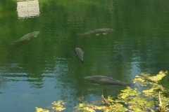 Copyright: Harald Wolff 2019