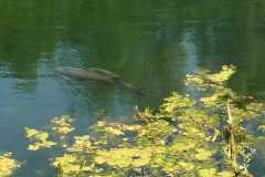 Copyright: Harald Wolff 2019